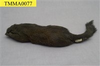 藏品(赤腹松鼠)的圖片